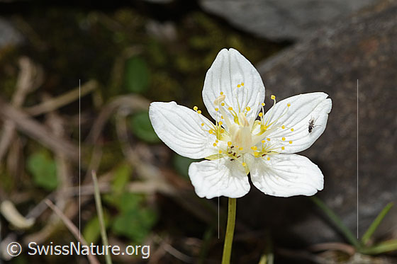 Foto: Sumpf-Herzblatt (Parnassia palustris). Blüten.