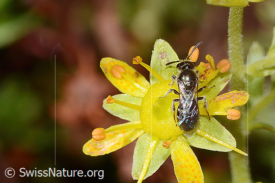Photo: Lasioglossum albipes on Saxifraga aizoides. Length 8mm. Female. View from above.