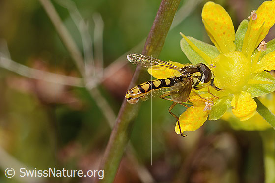 Photo: Sphaerophoria interrupta on Saxifraga aizoides. Length 9mm. Male. View from the side above.