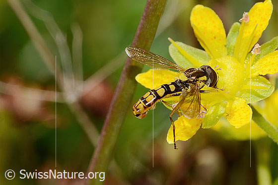 Foto: Sphaerophoria interrupta (Schwebfliege) auf Bewimpertem Steinbrech (Saxifraga aizoides). Länge 9mm. Männchen. Ansicht von seitlich oben.