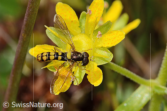 Sphaerophoria interrupta (Schwebfliege) auf Bewimpertem Steinbrech (Saxifraga aizoides)