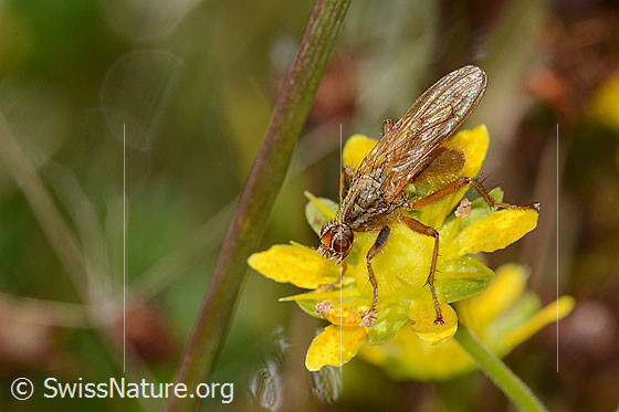 Foto: Gelbe Dungfliege (Scathophaga stercoraria) auf Bewimpertem Steinbrech (Saxifraga aizoides). Länge 8mm. Weibchen. Ansicht von oben.