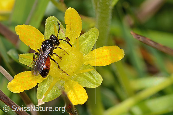 Foto: Wahrscheinlich Sand-Blutbiene (Sphecodes pellucidus) auf Bewimpertem Steinbrech (Saxifraga aizoides). Länge 7mm. Weibchen. Ansicht von oben.