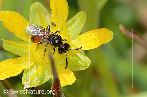Foto: Wahrscheinlich Sand-Blutbiene (Sphecodes pellucidus) auf Bewimpertem Steinbrech (Saxifraga aizoides). Länge 7mm. Weibchen. Ansicht von oben.