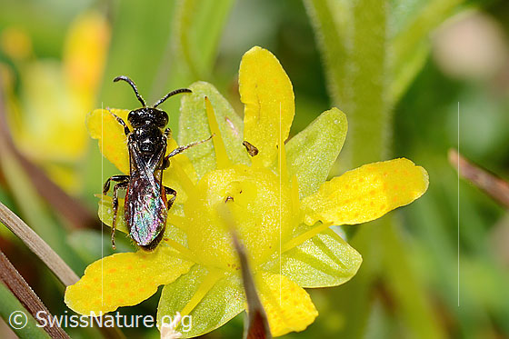 Foto: Wahrscheinlich Sand-Blutbiene (Sphecodes pellucidus) auf Bewimpertem Steinbrech (Saxifraga aizoides). Länge 7mm. Weibchen. Ansicht von oben.