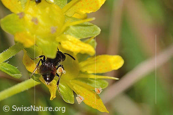 Foto: Wahrscheinlich Sand-Blutbiene (Sphecodes pellucidus) auf Bewimpertem Steinbrech (Saxifraga aizoides). Länge 7mm. Weibchen. Ansicht von hinten oben.