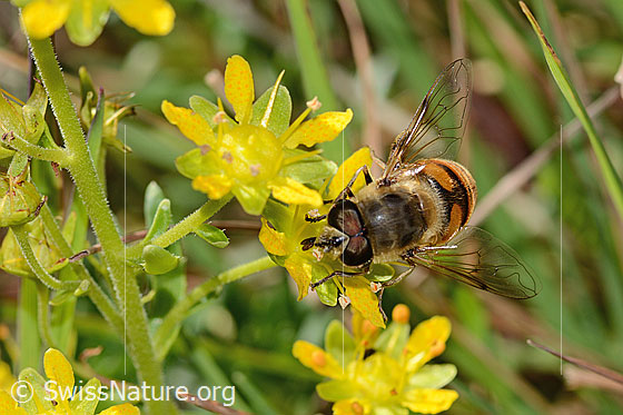 Foto: Mistbiene (Eristalis tenax) auf Bewimpertem Steinbrech (Saxifraga aizoides). Länge 14mm. Männchen. Ansicht von vorne oben.