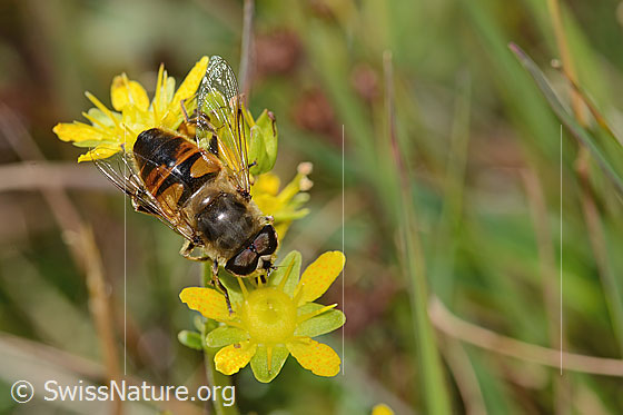 Foto: Mistbiene (Eristalis tenax) auf Bewimpertem Steinbrech (Saxifraga aizoides). Länge 14mm. Männchen. Ansicht von oben.