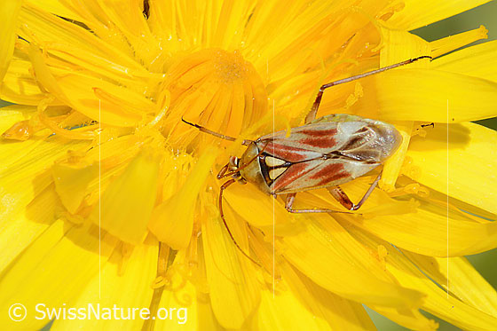 Foto: Rotgefleckte Schmuckwanze (Calocoris roseomaculatus) auf Blume. Länge: 8mm. Ansicht von oben.