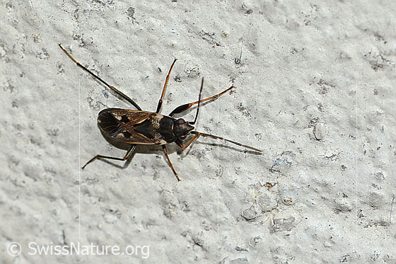 Gemeine Bodenwanze (Rhyparochromus vulgaris)