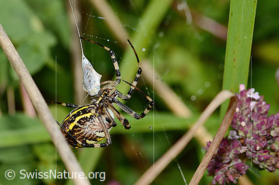 Foto: Wespenspinne  (Argiope bruennichi). Die Spinne wickelt ihre Beute ein. Zu sehen ist, wie das Verpackungsmaterial von den Spinndrüsen produziert wird. Ansicht von der Seite.