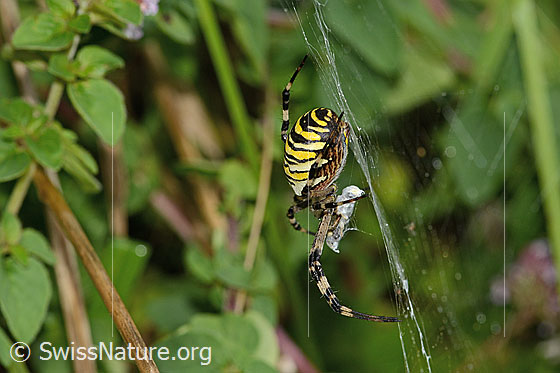 Foto: Wespenspinne  (Argiope bruennichi). Ansicht von der Seite.