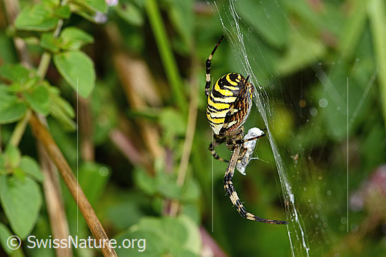 Foto: Wespenspinne  (Argiope bruennichi). Ansicht von der Seite.