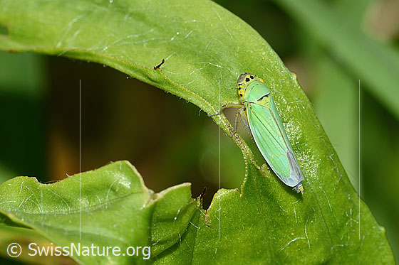 Binsenschmuckzikade (Cicadella viridis)