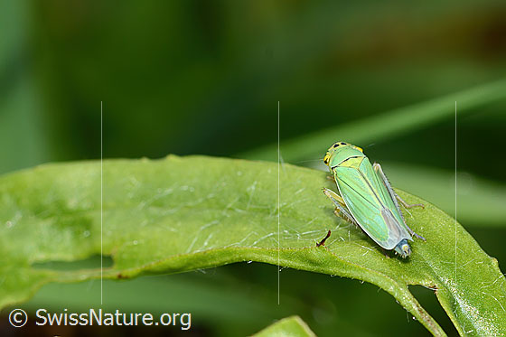 Foto: Binsenschmuckzikade (Cicadella viridis). Länge 9mm. Weibchen. Wird auch Grüne Zwergzikade oder Grüne Schmuckzikade genannt. Ansicht von hinten oben.