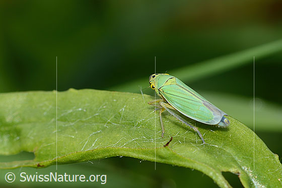 Foto: Binsenschmuckzikade (Cicadella viridis). Länge 9mm. Weibchen. Wird auch Grüne Zwergzikade oder Grüne Schmuckzikade genannt. Ansicht von seitlich oben.