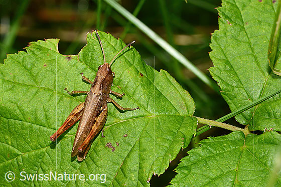 Foto: Rote Keulenschrecke (Gomphocerippus rufus). Länge 17mm. Männchen. Ansicht von oben.