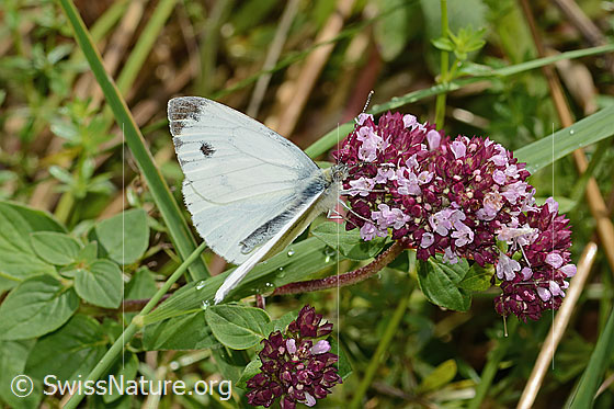 Photo: Pieris napi on Origanum vulgare. Male. Wings half open. View from the side.
