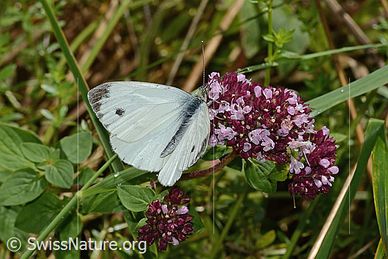 Foto: Rapsweissling (Pieris napi) auf Echtem Dost (Origanum vulgare). Männchen. Flügel halb geöffnet. Ansicht von seitlich oben.
