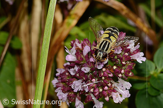 Foto: Grosse Sumpfschwebfliege (Helophilus trivittatus) auf Echtem Dost (Origanum vulgare). Länge 16mm. Weibchen. Ansicht von oben.