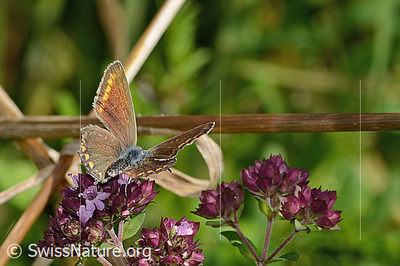 Photo: Polyommatus icarus on Origanum vulgare. Female. Wings half open. View from behind.