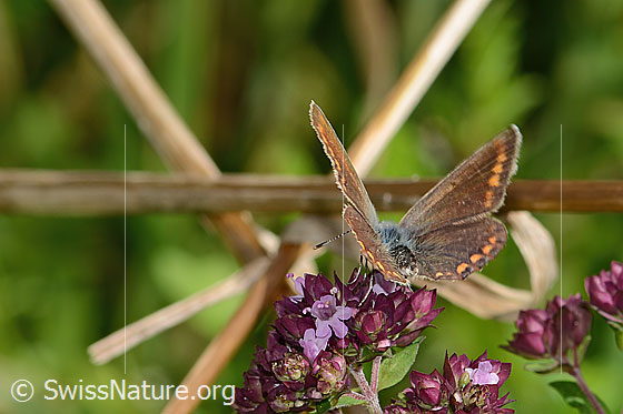 Foto: Hauhechelbläuling (Polyommatus icarus) auf Echtem Dost (Origanum vulgare). Weibchen. Flügel halb geöffnet. Ansicht von hinten.