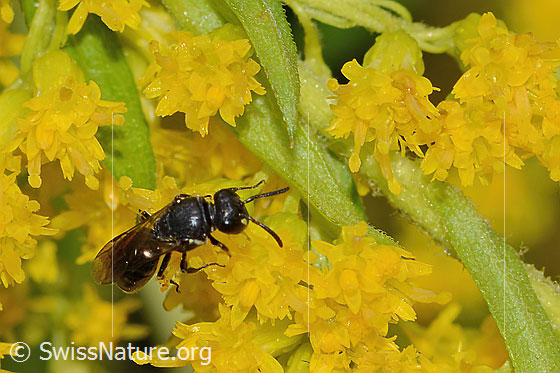 Foto: Wahrscheinlich Mauer-Maskenbiene (Hylaeus hyalinatus) auf Kanadischer Goldrute (Solidago canadensis). Länge 6mm. Weibchen. Wird auch Lamellen-Maskenbiene oder Garten-Maskenbiene genannt. Ansicht von oben.