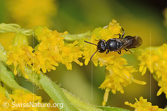 Foto: Wahrscheinlich Mauer-Maskenbiene (Hylaeus hyalinatus) auf Kanadischer Goldrute (Solidago canadensis). Länge 6mm. Weibchen. Wird auch Lamellen-Maskenbiene oder Garten-Maskenbiene genannt. Ansicht von oben.