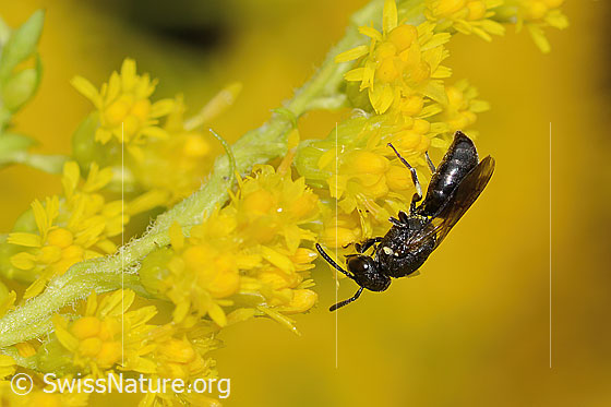 Mauer-Maskenbiene (Hylaeus hyalinatus) auf Kanadischer Goldrute (Solidago canadensis)