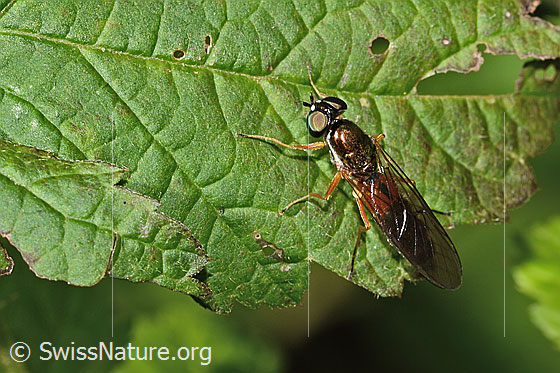 Foto: Dungwaffenfliege (Sargus bipunctatus). Länge 13mm. Weibchen. Ansicht von oben.