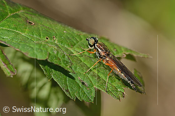 Foto: Dungwaffenfliege (Sargus bipunctatus). Länge 13mm. Weibchen. Ansicht von der Seite.
