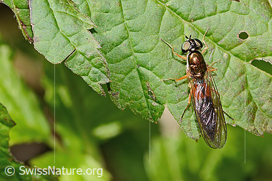 Foto: Dungwaffenfliege (Sargus bipunctatus). Länge 13mm. Weibchen. Ansicht von oben.
