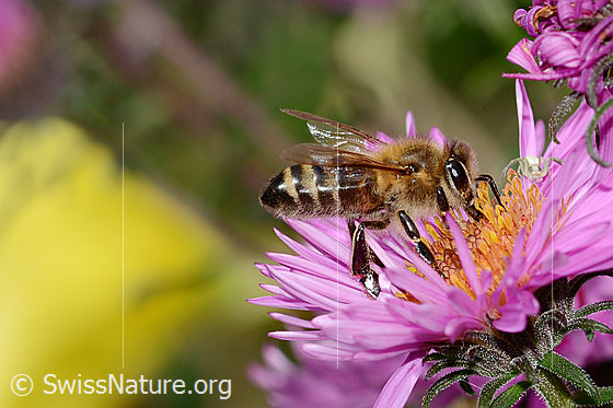 Foto: Westliche Honigbiene (Apis mellifera) an Neuenglischer Aster (Aster novae-angliae). Ansicht von der Seite.