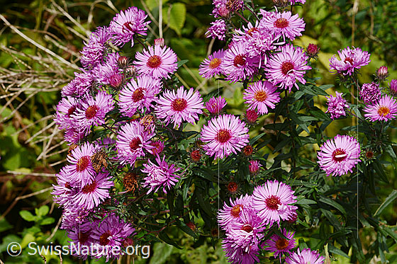 Foto: Neuenglische Aster (Aster novae-angliae). Blüten.