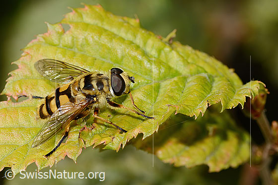 Foto: Totenkopfschwebfliege (Myathropa florea). Länge 12mm. Männchen. Ansicht von seitlich oben.