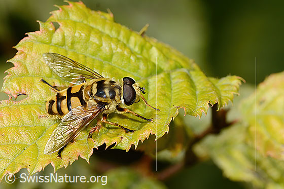 Foto: Totenkopfschwebfliege (Myathropa florea). Länge 12mm. Männchen. Ansicht von oben.