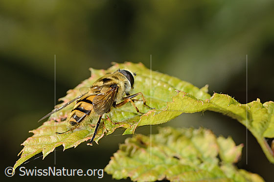 Foto: Totenkopfschwebfliege (Myathropa florea). Länge 12mm. Männchen. Ansicht von hinten oben.