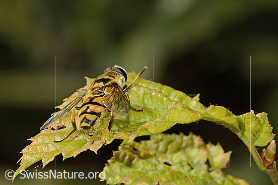 Foto: Totenkopfschwebfliege (Myathropa florea). Länge 12mm. Männchen. Ansicht von hinten oben.