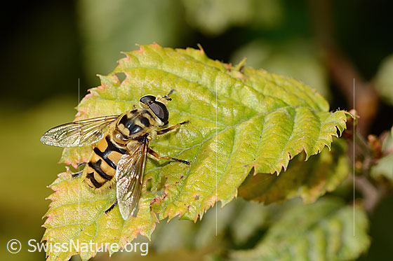 Foto: Totenkopfschwebfliege (Myathropa florea). Länge 12mm. Männchen. Ansicht von oben.