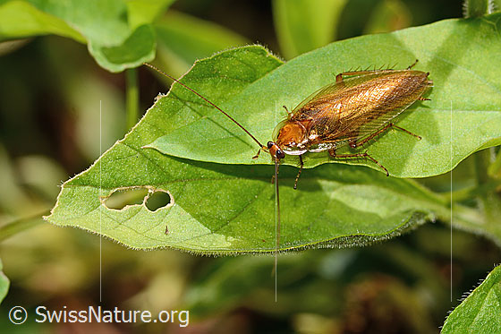 Foto: Bernstein-Waldschabe (Ectobius vittiventris). Länge 13mm. Männchen. Ansicht von oben.