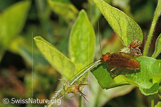 Bernstein-Waldschabe (Ectobius vittiventris)