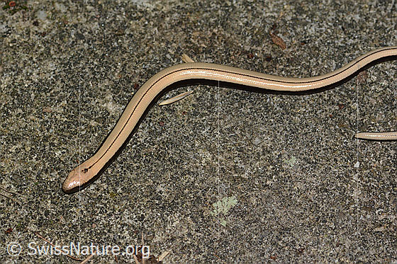 Foto: Blindschleiche (Anguis fragilis). Länge ca. 15cm.
