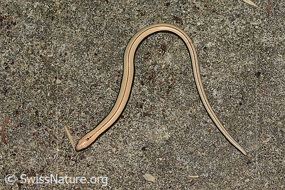 Foto: Blindschleiche (Anguis fragilis). Länge ca. 15cm.