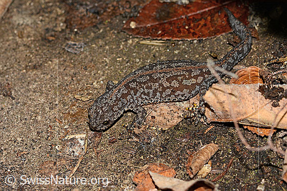 Foto: Bergmolch (Ichthyosaura alpestris). Ansicht von vorne oben.