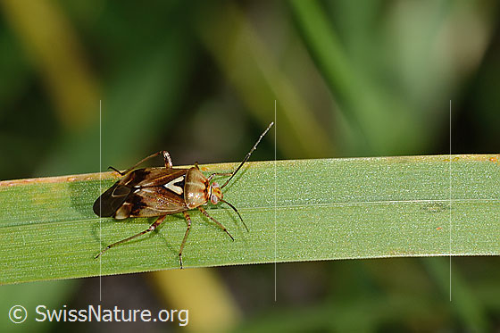 Foto: Gemeine Wiesenwanze (Lygus pratensis). Länge 6mm. Männchen. Ansicht von seitlich oben.