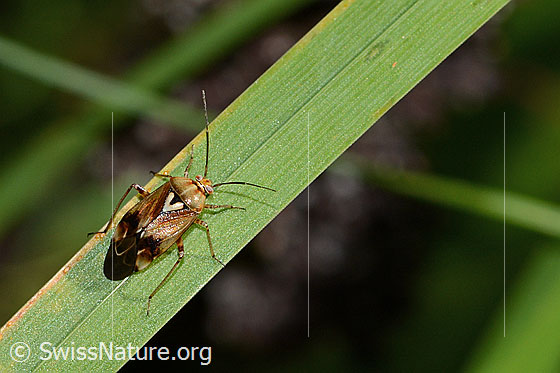 Foto: Gemeine Wiesenwanze (Lygus pratensis). Länge 6mm. Männchen. Ansicht von oben.