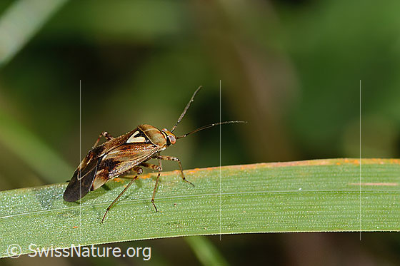 Foto: Gemeine Wiesenwanze (Lygus pratensis). Länge 6mm. Männchen. Ansicht von seitlich hinten.