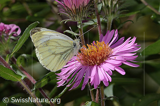 Foto: Rapsweissling (Pieris napi) auf Neuenglischer Aster (Aster novae-angliae).