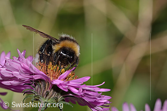 Foto: Dunkle Erdhummel (Bombus terrestris) auf Neuenglischer Aster (Aster novae-angliae). Länge 17mm. Ansicht von vorne.