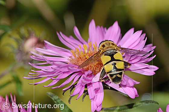 Foto: Grosse Sumpfschwebfliege (Helophilus trivittatus) auf Neuenglischer Aster (Aster novae-angliae).  Länge 16mm. Weibchen. Ansicht von hinten oben.